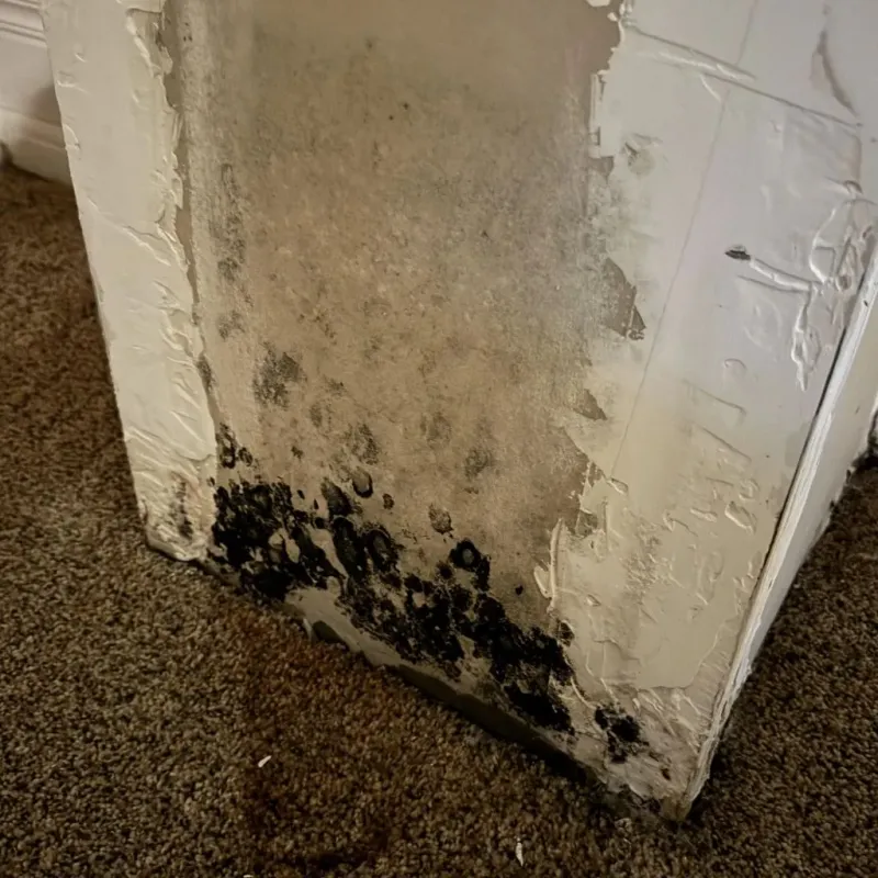 Professional Mold Removal in New Sharon, IA